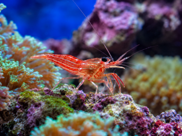 Lysmata wurdemanni Wurdemanns Garnele, Pfefferminz-Garnele